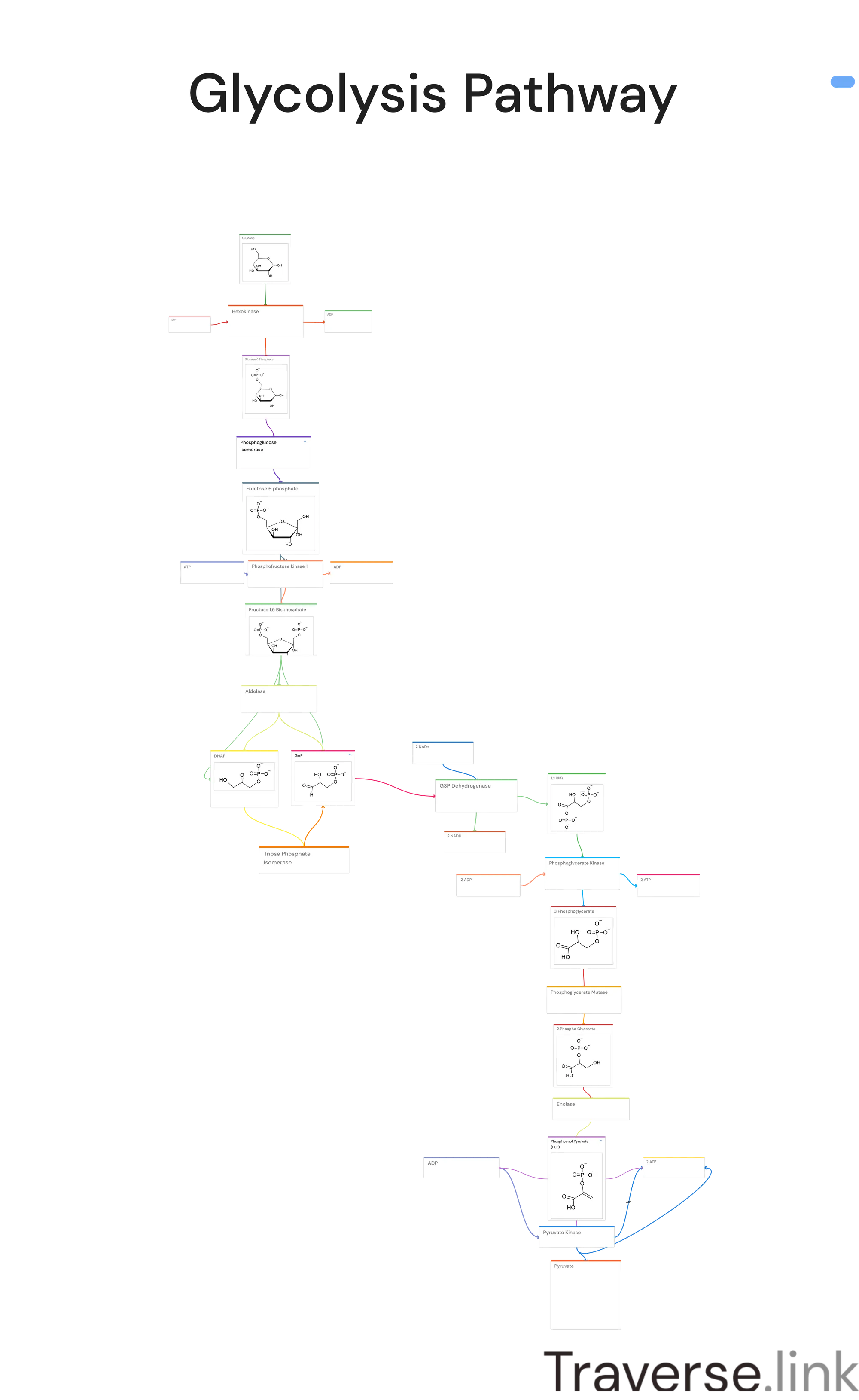 A labeled diagram of the Glycolysis pathway