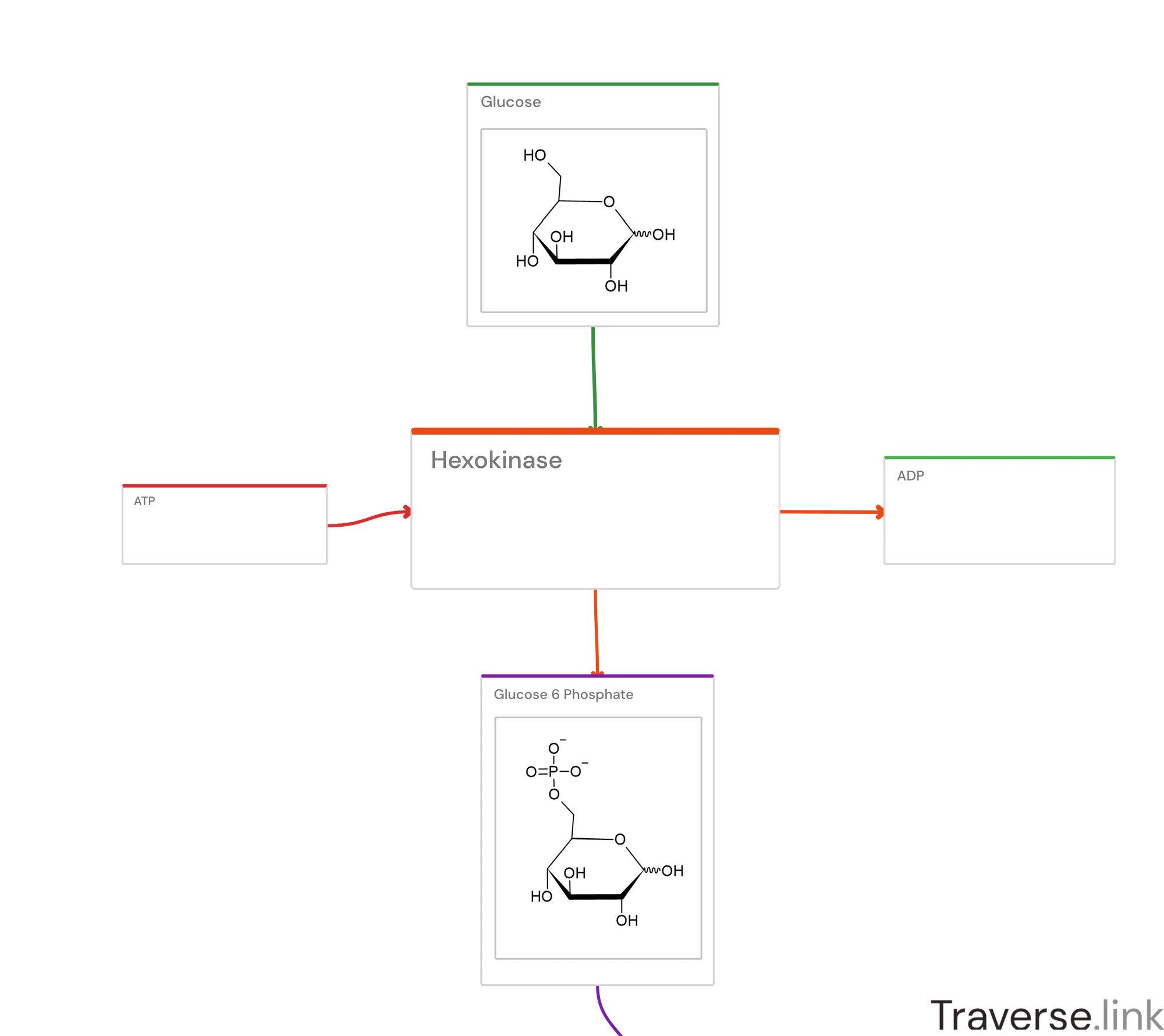 Glycolysis pathway Step 1: Hexokinase