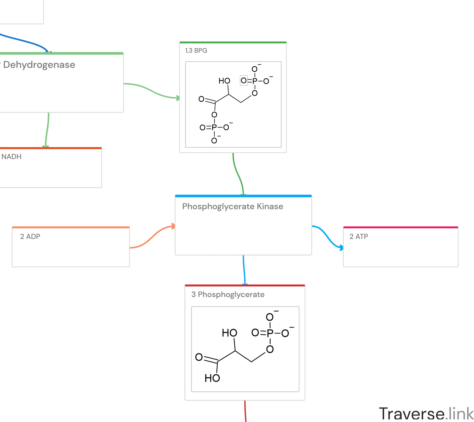 Glycolysis pathway Step 7: Phosphoglycerate Kinase