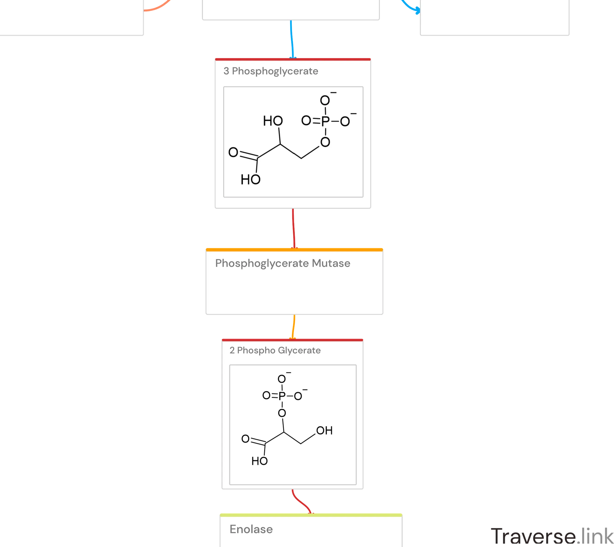 Glycolysis pathway Step 8: Phosphoglycerate Mutase