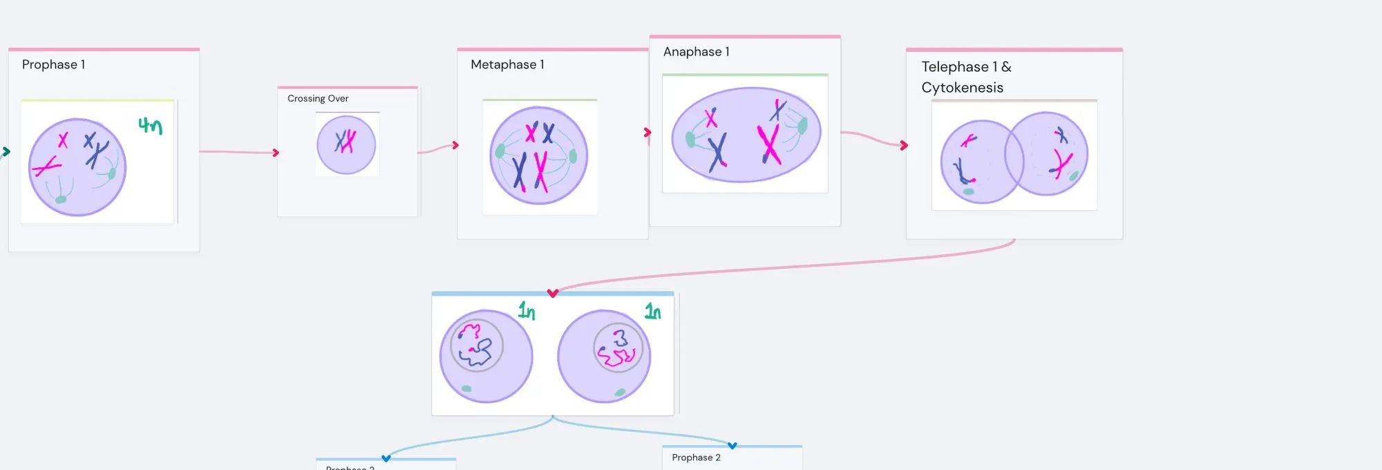 Meiosis Stages